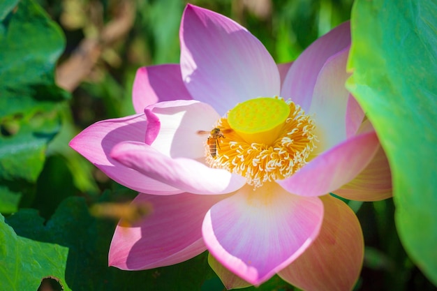 Close-up mooie Indiase lotusbloem in pondPink grote Lotus Flower achtergrond