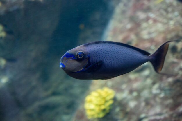 Close-up mooie kleurrijke vissen zwemmen in het aquarium