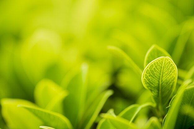 Close-up mooie mening van aard groene bladeren op vage groenboom met zonlicht