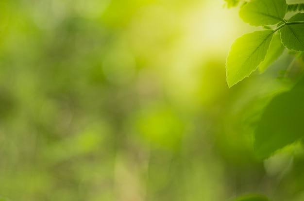 Close-up mooie mening van vaag aard groen blad op groen