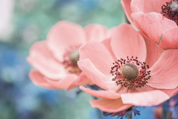 Close-up mooie roze bloem op onscherpe achtergrond