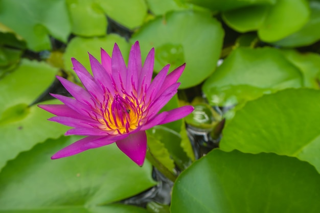 Foto close-up mooie roze lotus gele stuifmeel