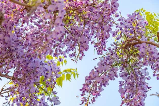 Close-up mooie volle bloei van paars roze blauweregen bloesem bomen trellis bloemen in de lente