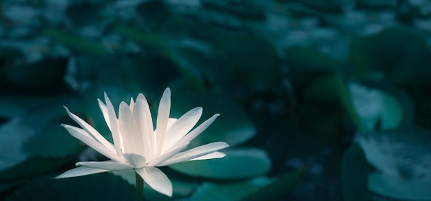 Close-up mooie witte lotusbloem in vijver Witte lotusbloem achtergrond Lily drijvend op het water