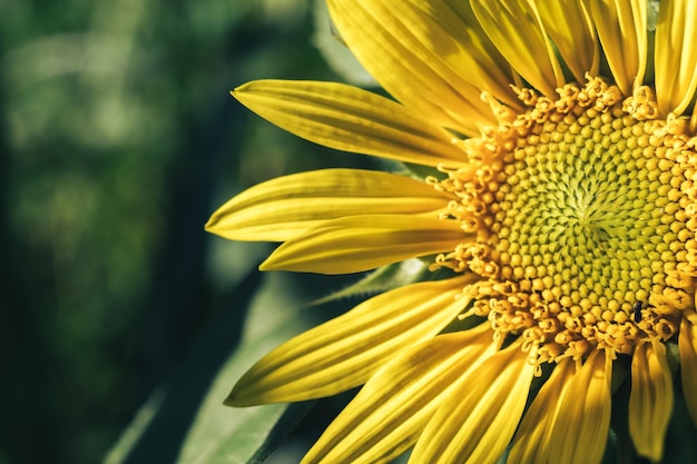 Close-up Mooie zonnebloem op een natuur achtergrond Zonnebloemenveld bloeit in de zomer