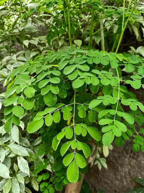 モリンガの植物のクローズアップ