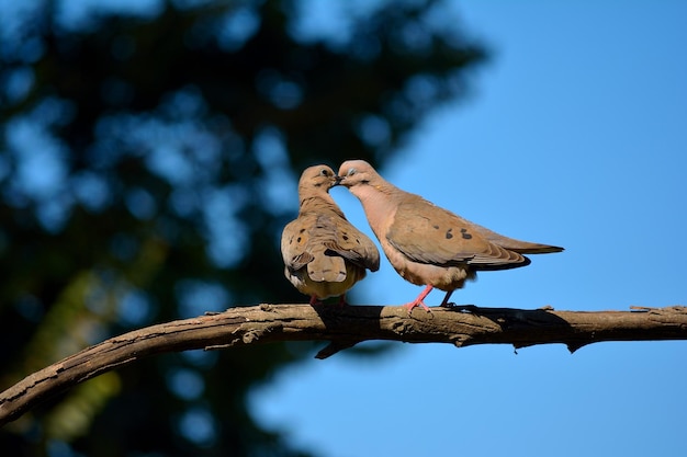 Photo close-up of morning dove perching on branch