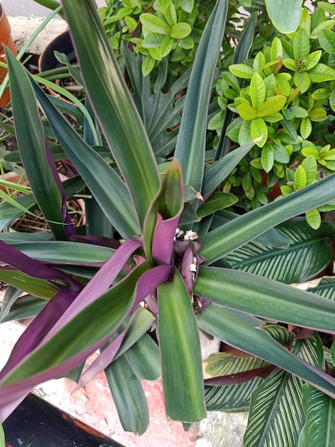 Close up of moses in the cradle plant