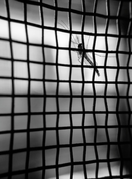 Photo close-up of mosquito on grid