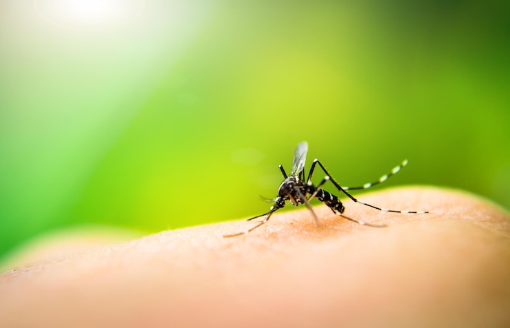 Photo close-up of mosquito on hand