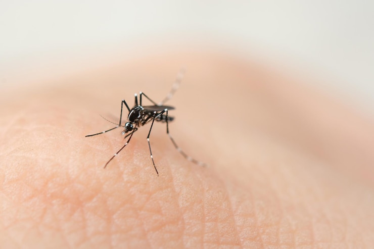 Photo close up mosquito sucking blood from human skin