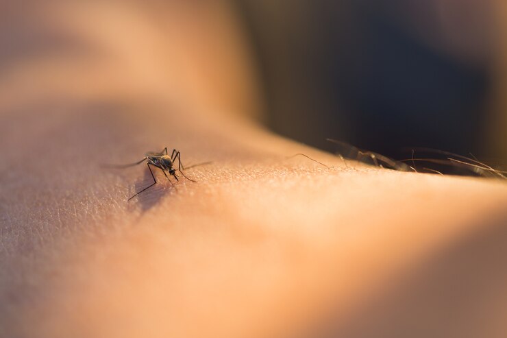 Photo close up of a mosquito sucking blood