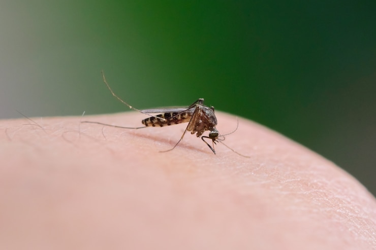 Photo close-up of a mosquito sucking blood