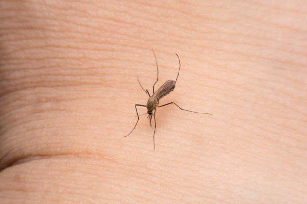 Close-up mosquito sucking blood