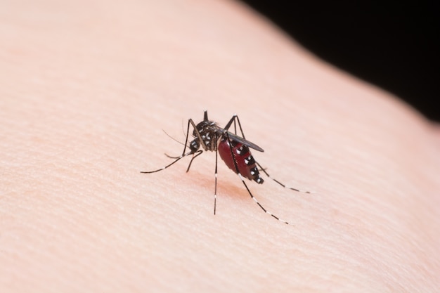 Close up mosquito sucking blood