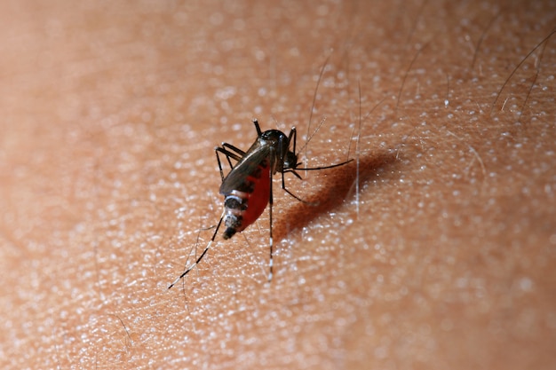close up a mosquito sucking human blood