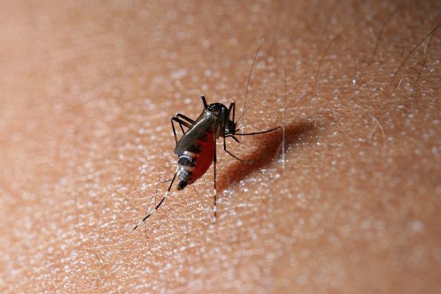 Close up a Mosquito sucking human blood