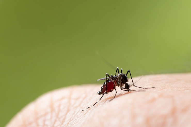 Photo close up of a mosquito sucking human blood