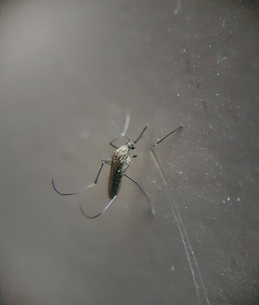 Photo close-up of mosquito