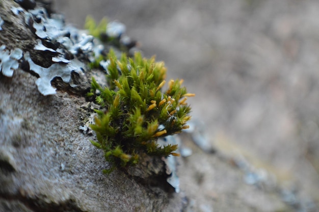 Close-up of Moss, Bryophyta