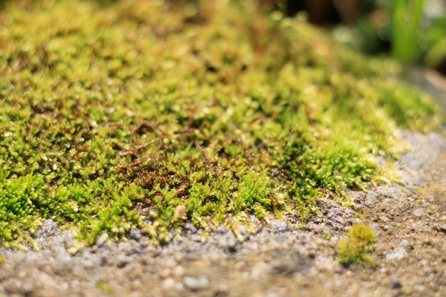 Photo a close up of moss on a concrete surface