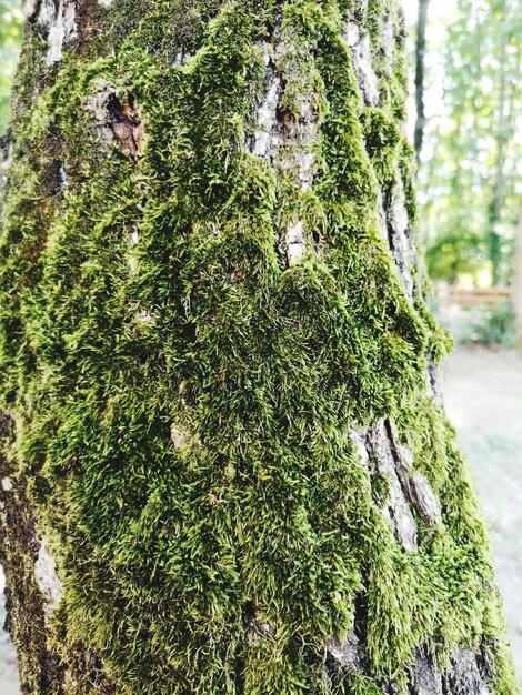 Foto prossimo piano del tronco di un albero coperto di muschio