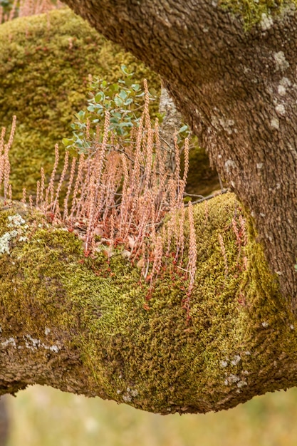 Foto close-up di un tronco di albero coperto di muschio.