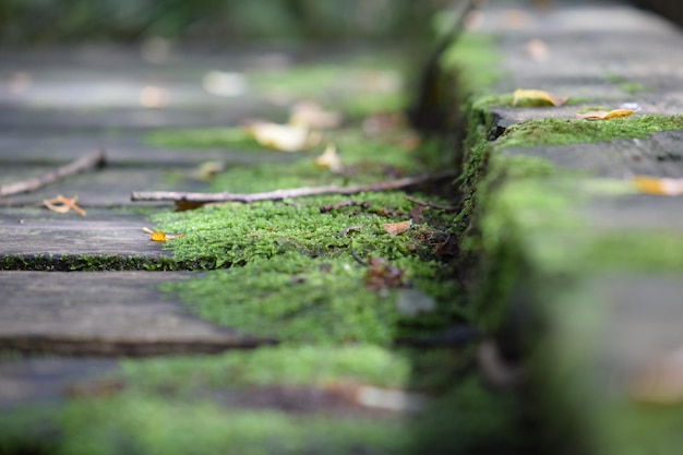 Close-up of moss on grass