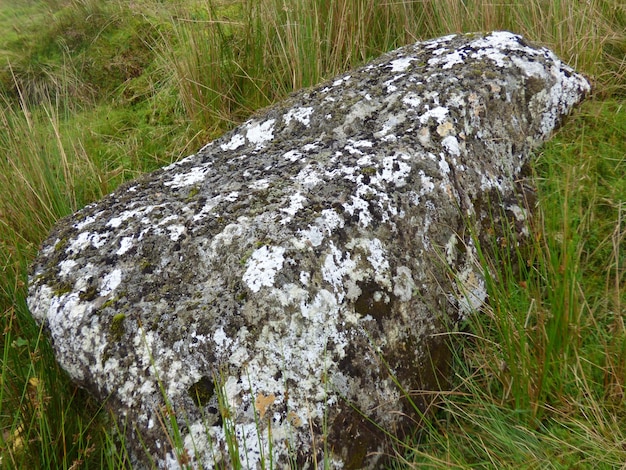 Close-up of moss growing on field