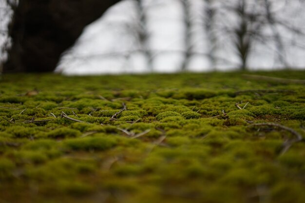 Photo close-up of moss growing on field