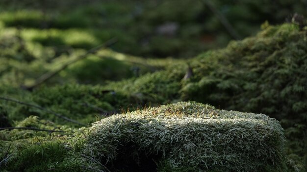 close-up of moss growing on field