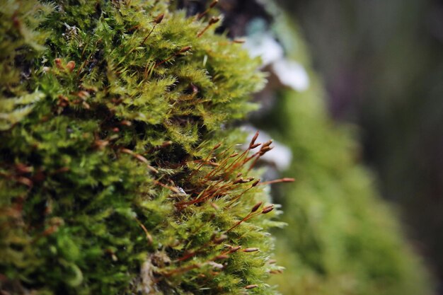 Foto close-up di muschio che cresce all'aperto