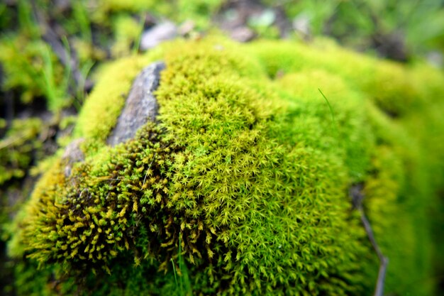 Foto prossimo piano del muschio che cresce sulla pianta