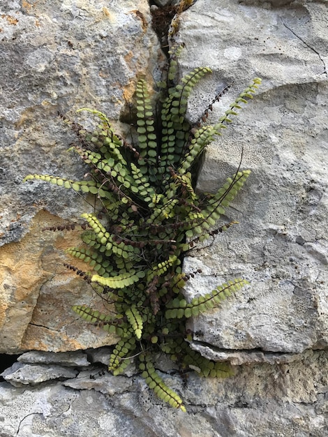 Foto prossimo piano del muschio che cresce sulla roccia