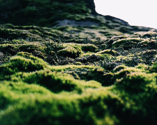 close-up of moss growing on rock