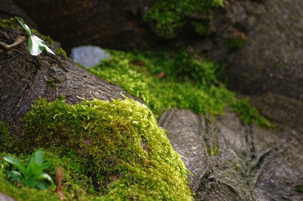 Foto prossimo piano del muschio che cresce sulla roccia