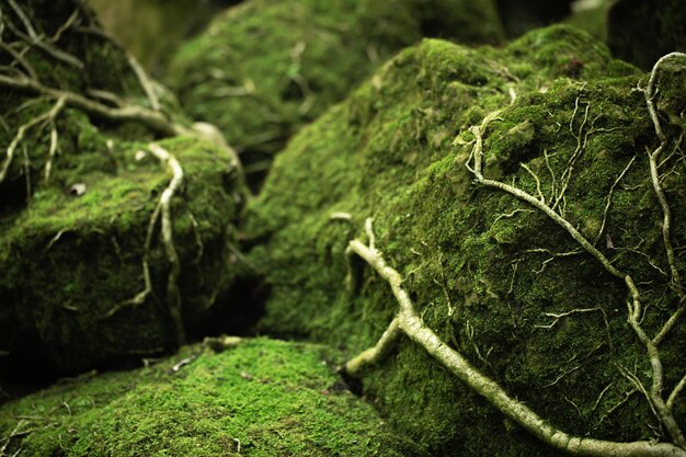 Close-up of moss growing on rock