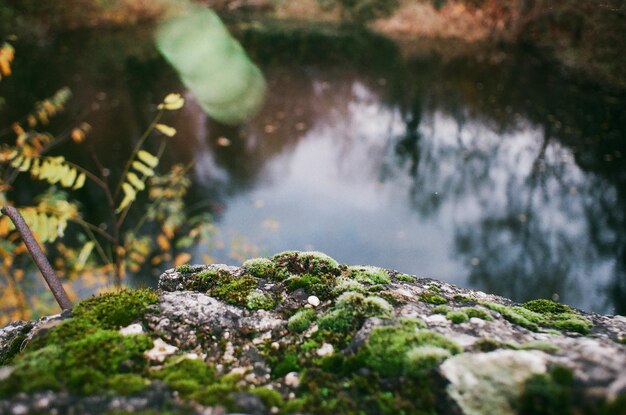 Photo close-up of moss growing on rock