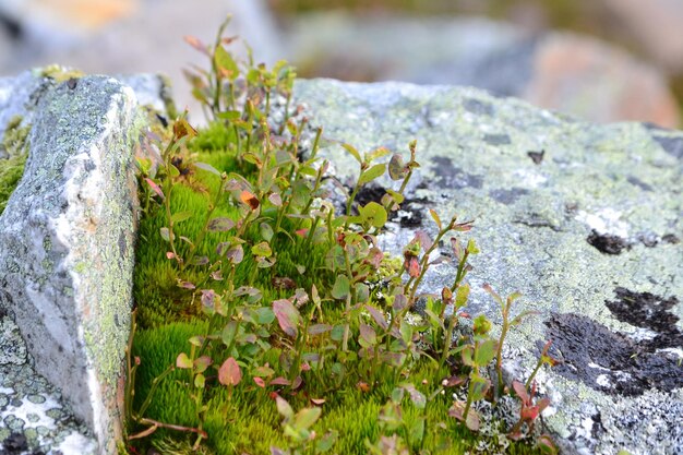 Photo close-up of moss growing on rock