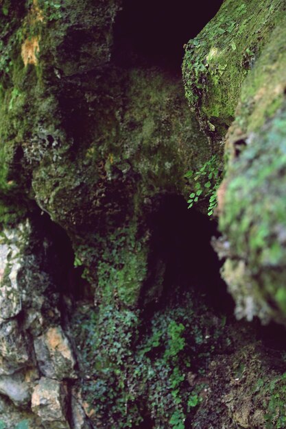 Photo close-up of moss growing on rock