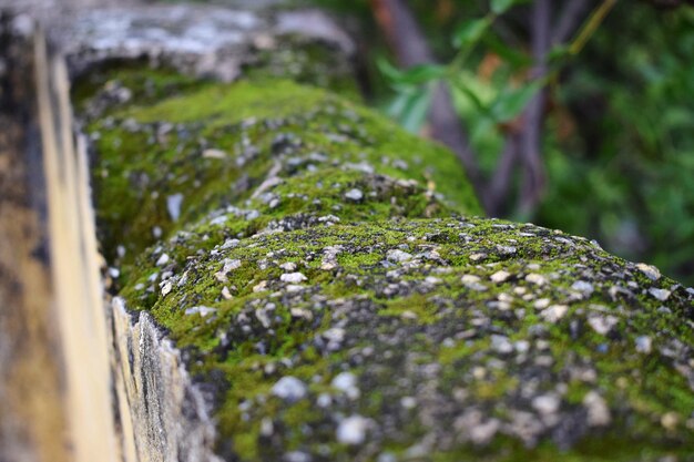 Close-up of moss growing on rock