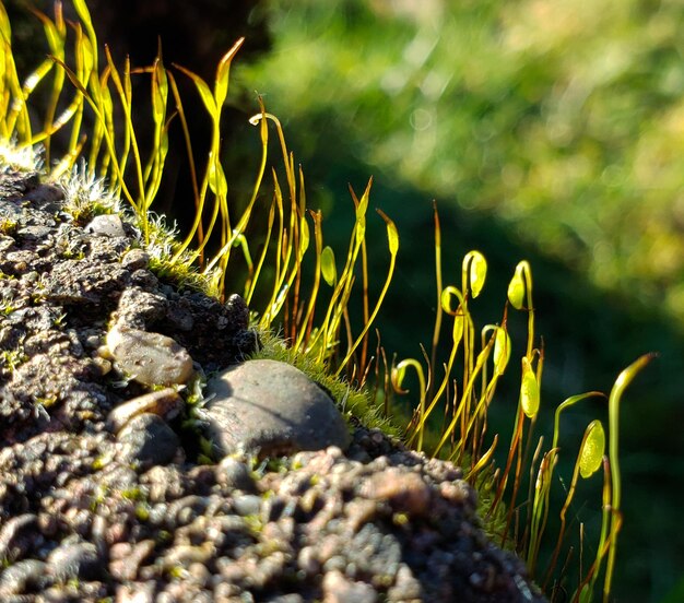 Photo close-up of moss growing on rock