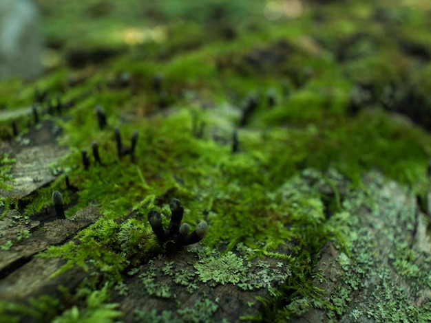 close-up of moss growing on rock