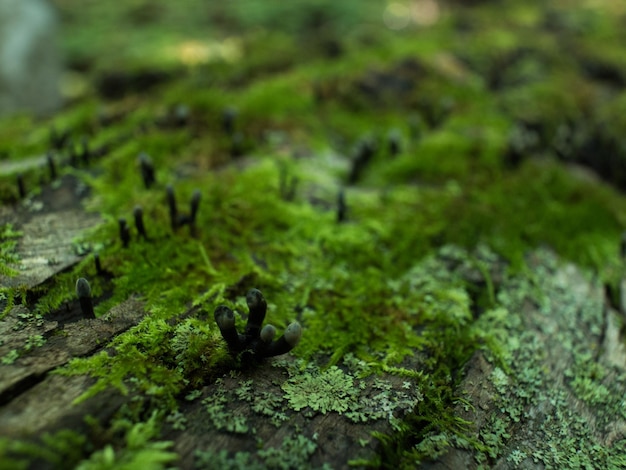 Photo close-up of moss growing on rock