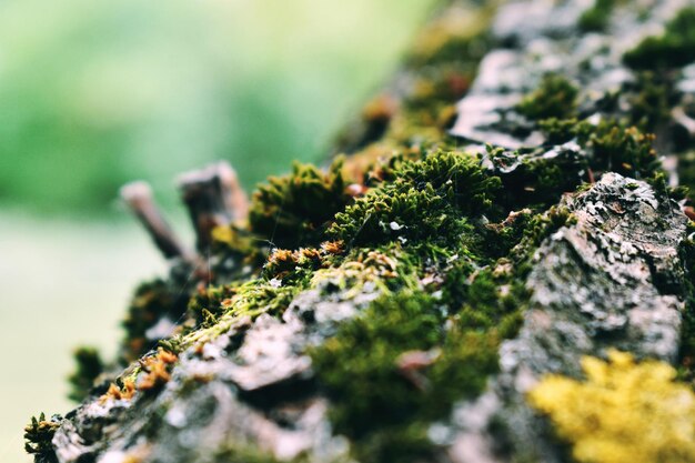 Close-up of moss growing on rock