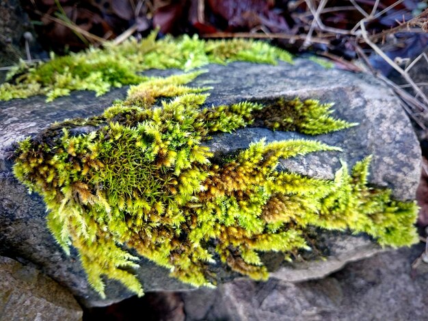 Foto prossimo piano del muschio che cresce sulla roccia