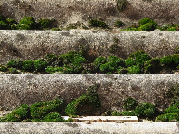 Photo close-up of moss growing on stone wall