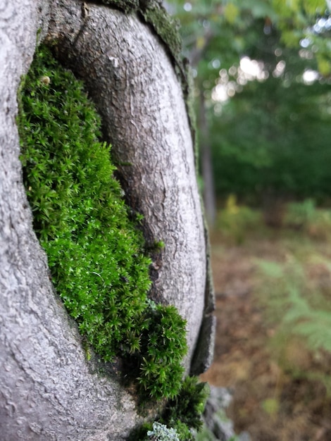 Close-up of moss growing on tree at park