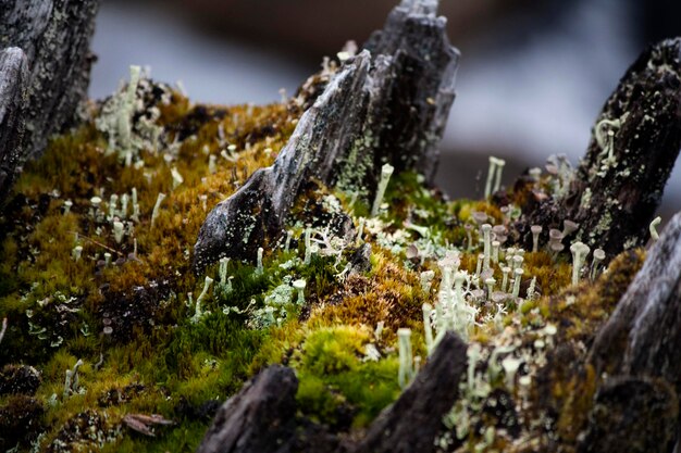 Photo close-up of moss growing on tree stump