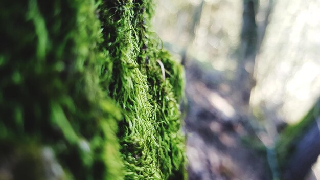 Close-up of moss growing on tree trunk